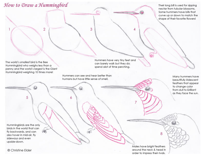 BIRD SKETCHING TUTORIALS