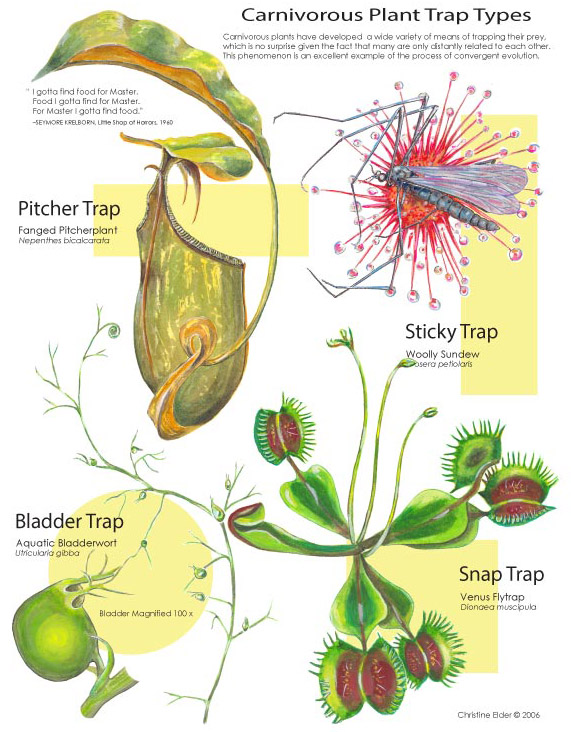 Spooky Nature Facts About Carnivorous Plants -