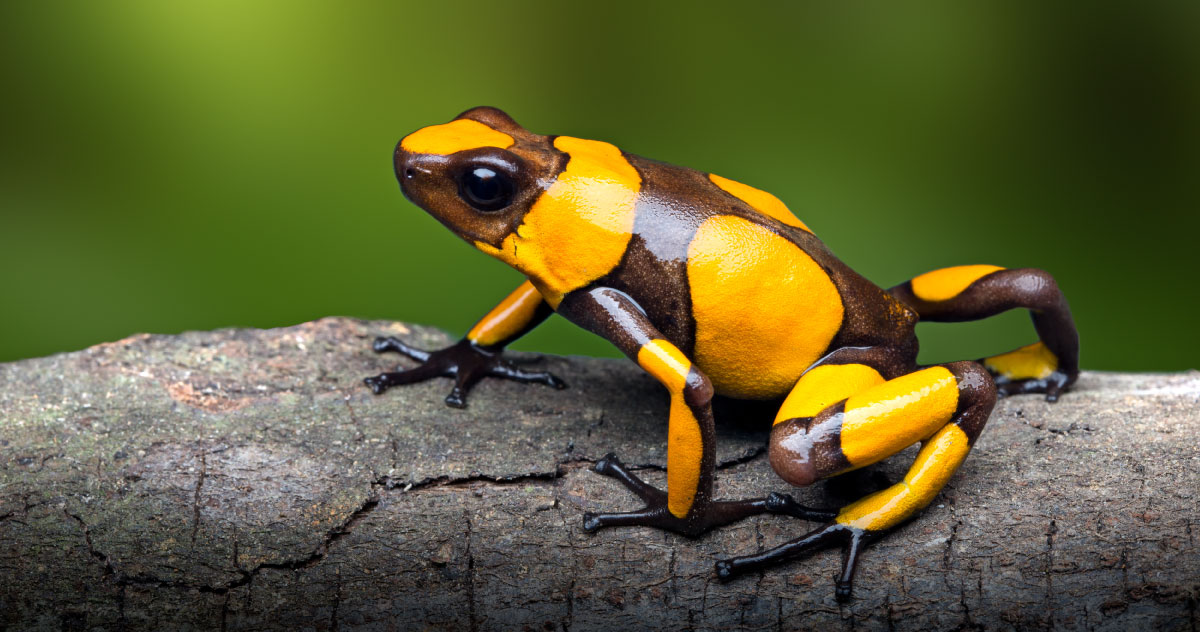 Poison Dart Frog  Rainforest Alliance