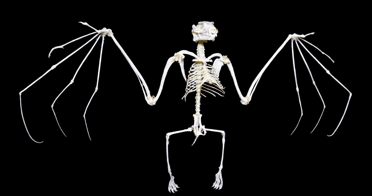 Spooky Nature Facts: Skeletons and Bones -
