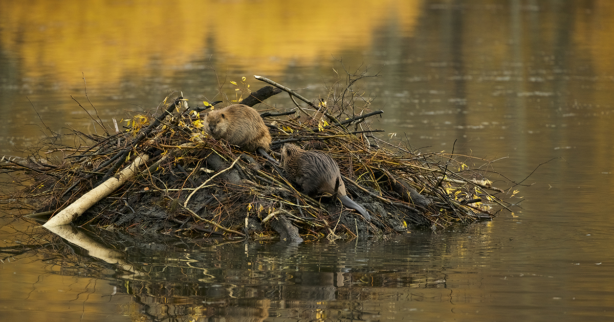 The Industrious Beaver