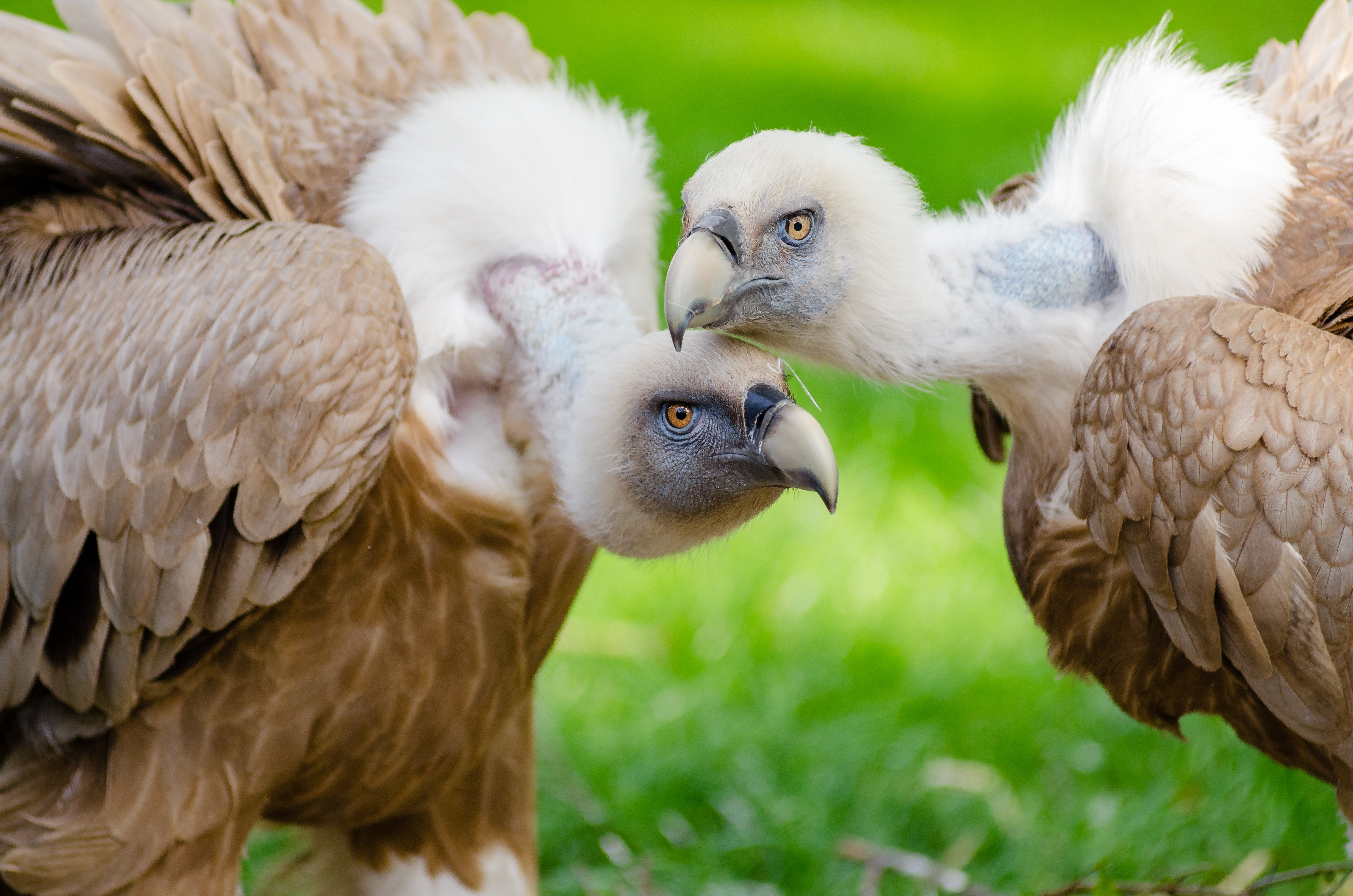 About Vultures