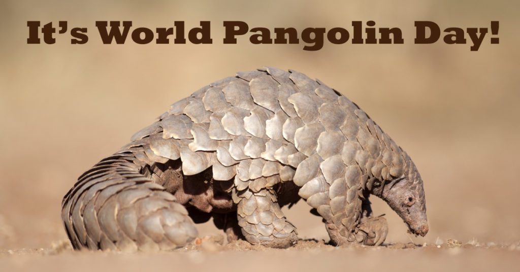 World Pangolin Day