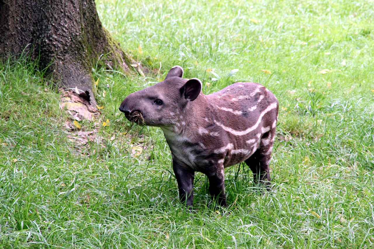 Celebrate Tapirs!