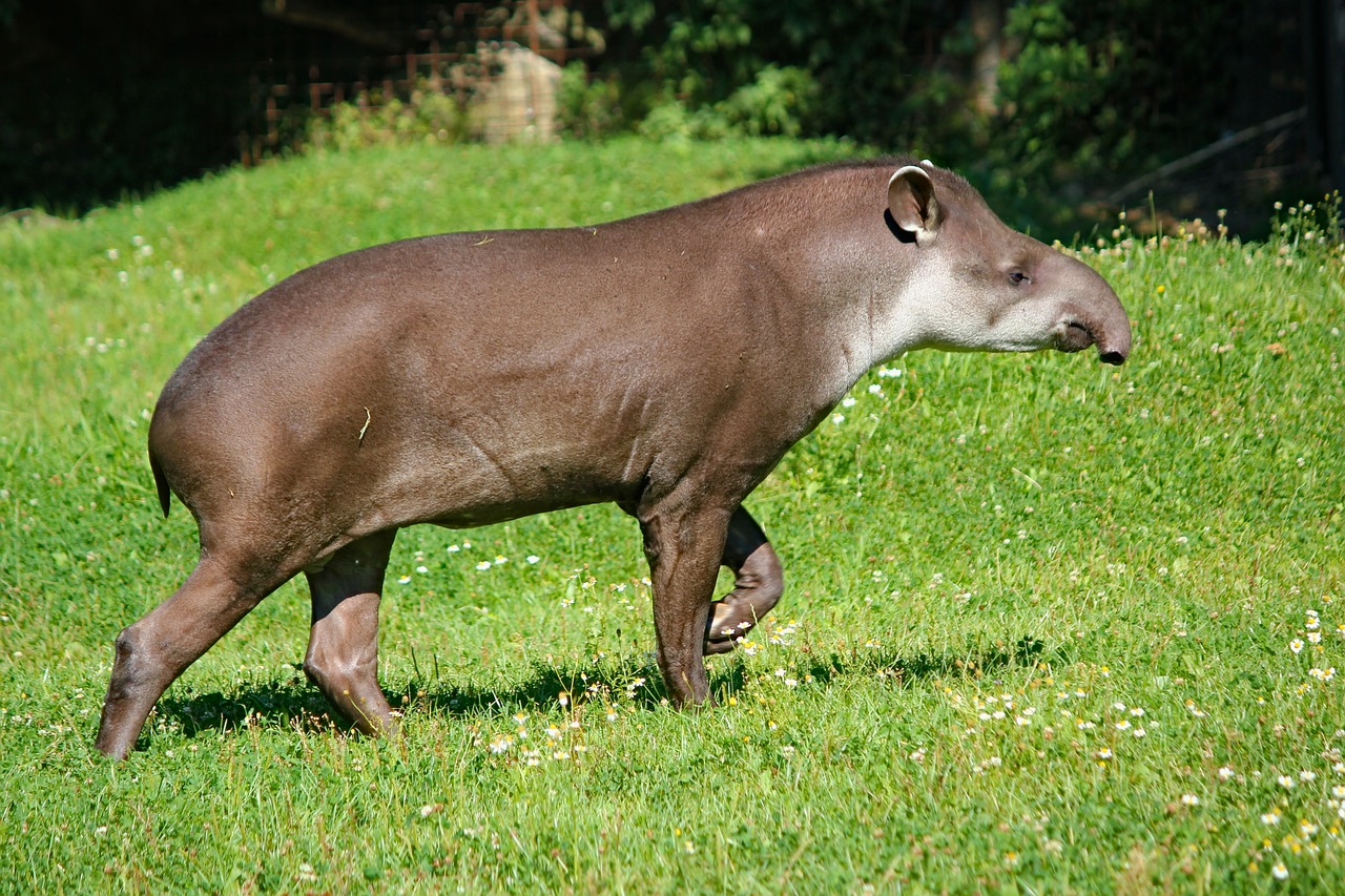 tapir-adoption