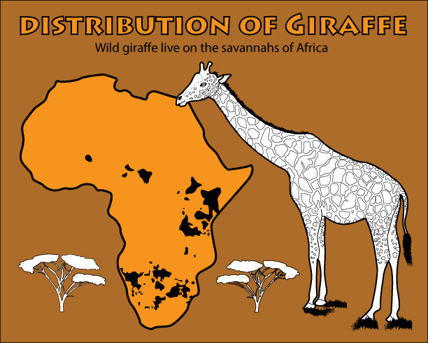 All About Giraffes -