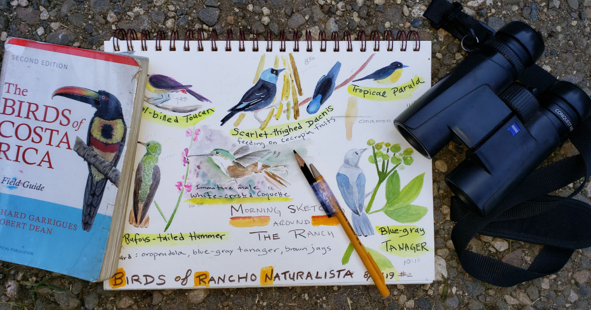 Birding Big Sketching Days