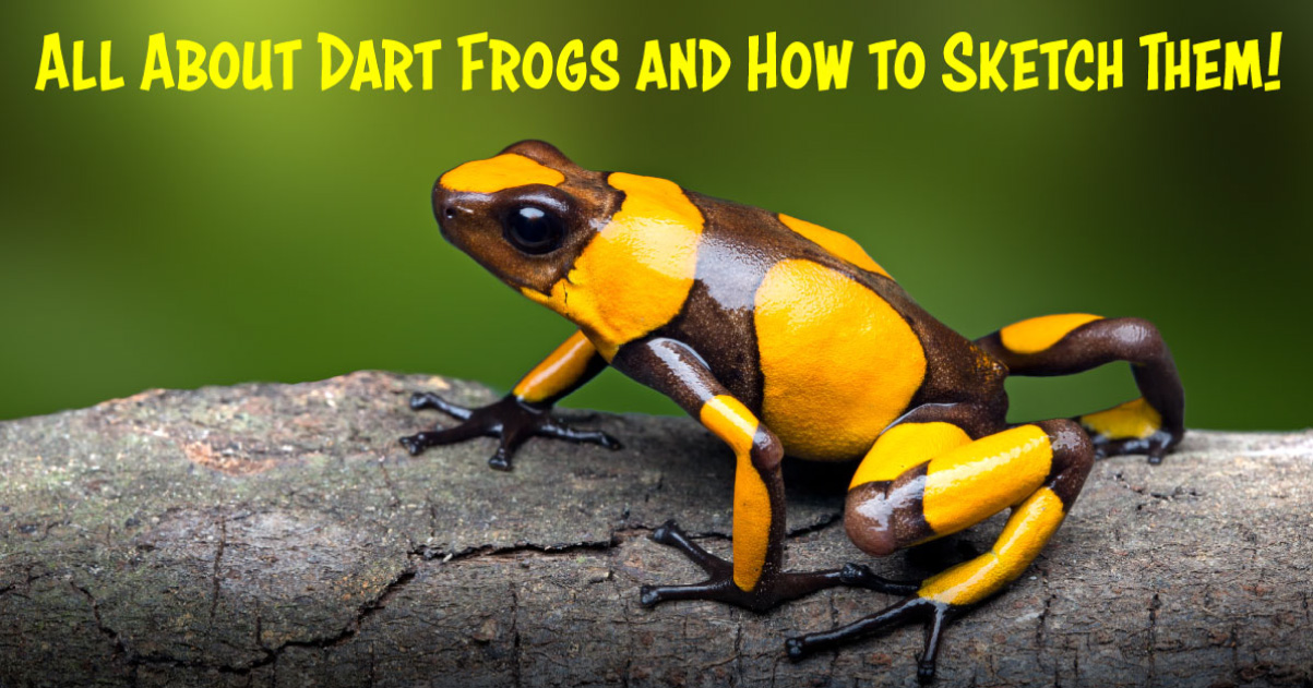 How to Draw Dart Frogs 