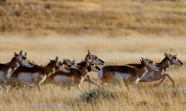 Pronghorn Antelope -