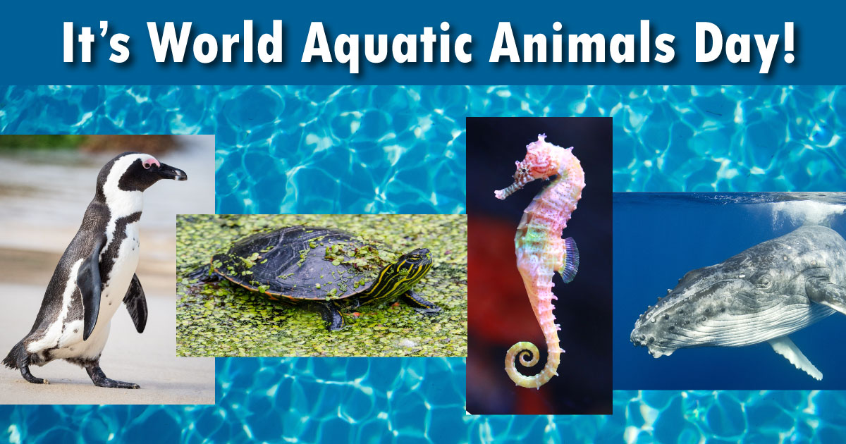 World Aquatic Animals Day -