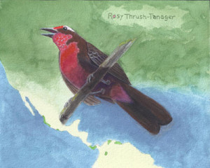 Rosy Thrush-Tanager