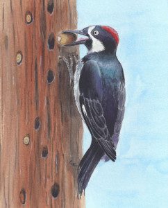 Acorn Woodpecker