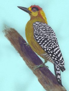 Golden-cheeked Woodpecker, Mexico