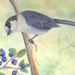 Gray Jay in watercolor