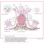 Stony Coral Anatomy