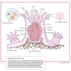 Stony Coral Anatomy
