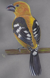 Yellow Grosbeak, Mexico