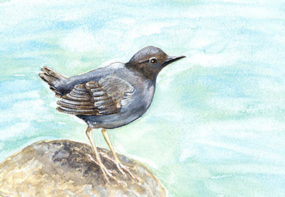 The Water Ouzel