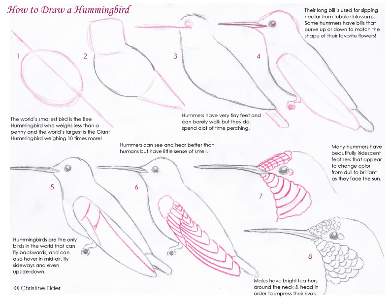 Download this hummingbird sketching tutorial pdf