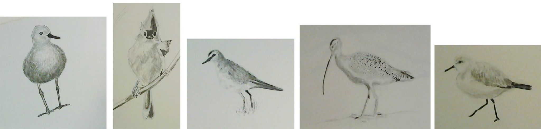 Quick Tips for Sketching Backyard Birds