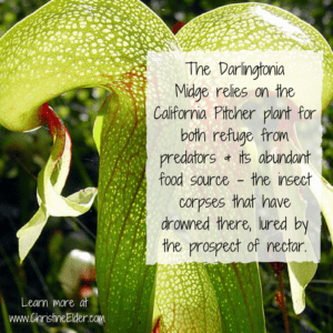 Spooky Nature Facts About Carnivorous Plants -