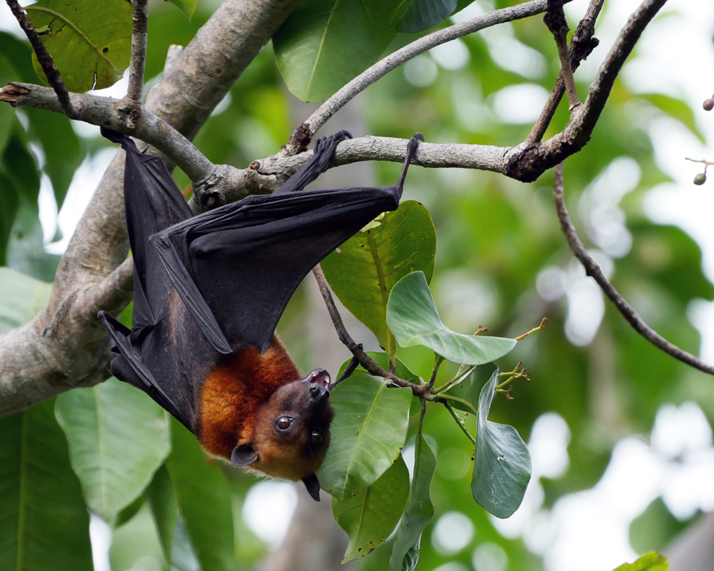 Let's Sketch a Flying Fox!