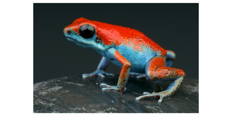 Tiny But Stunning Dart Frogs