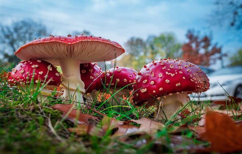 Spooky Nature Facts About Mushrooms