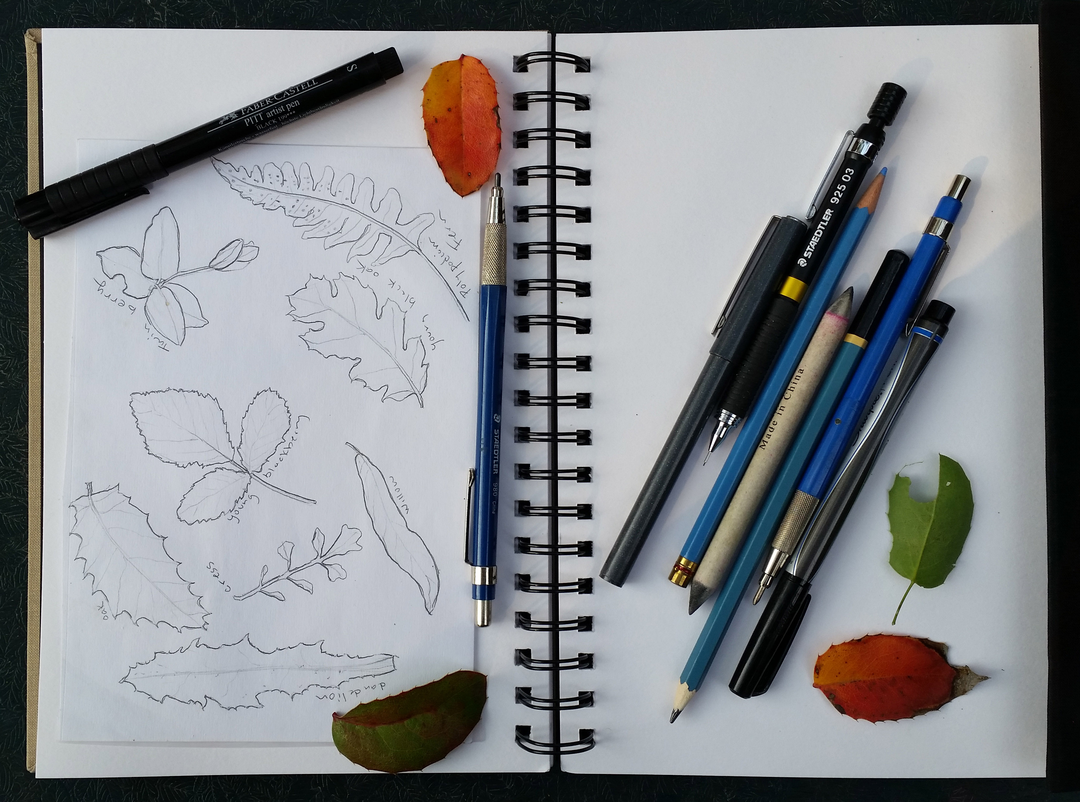 Hints for accurate nature sketching