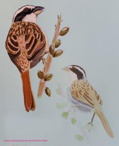 stripe-headed-sparrow-webs