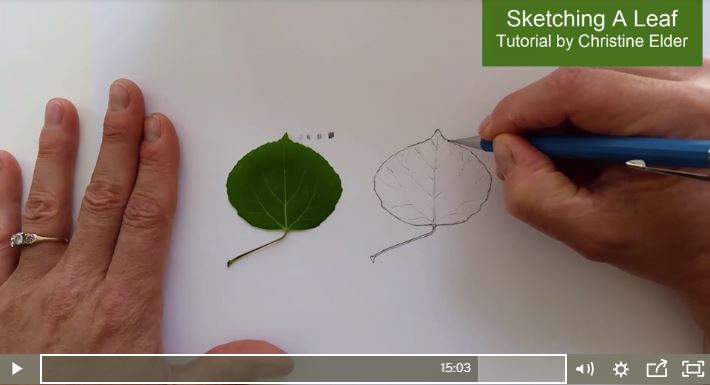 How to Draw Leaves for Beginners