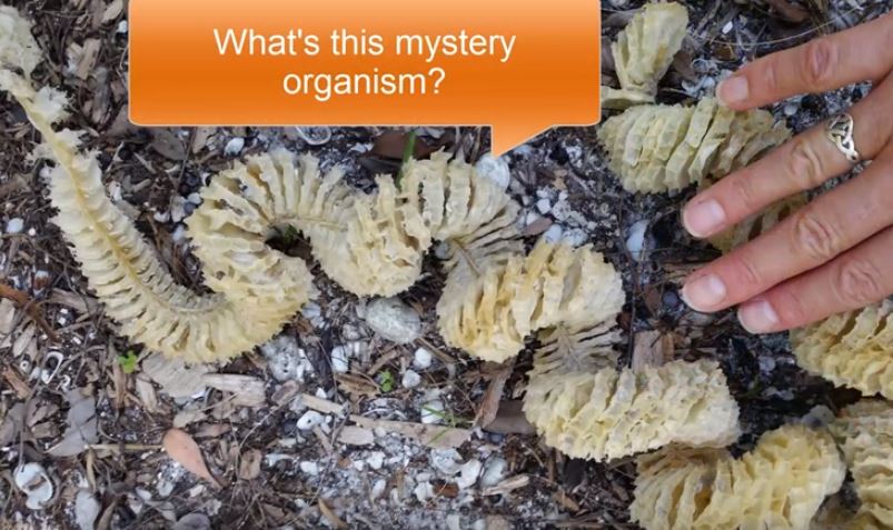 Mystery Mollusc
