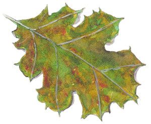 drawing-from-nature-leaf