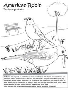 american-robin-coloring-page