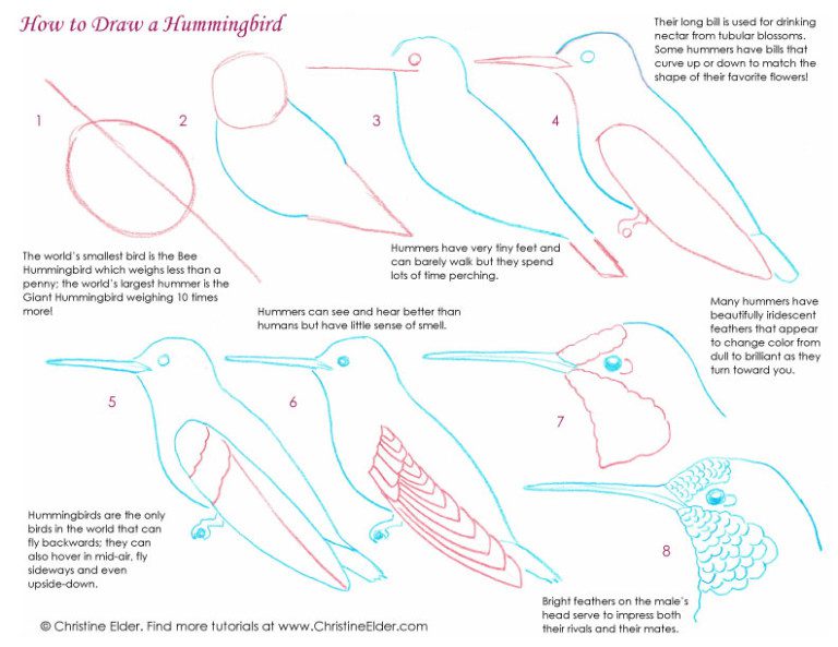 How to Draw Hummingbirds
