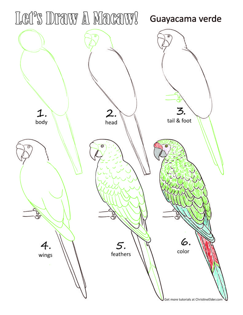 military-macaw-coloring-page-final-01