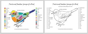 Parts of a bird plus blank coloring page