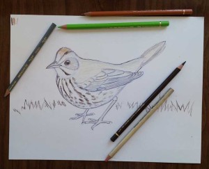 ovenbird-sketch-by-christine-elder