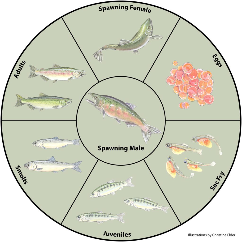 Salmon Life Cycle Stages