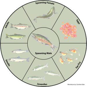 SalmonLifeCycle