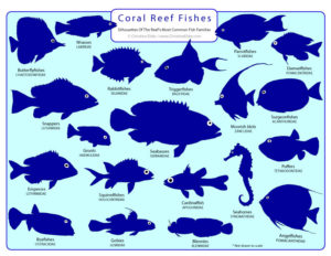 coralreef_fish_field_guide