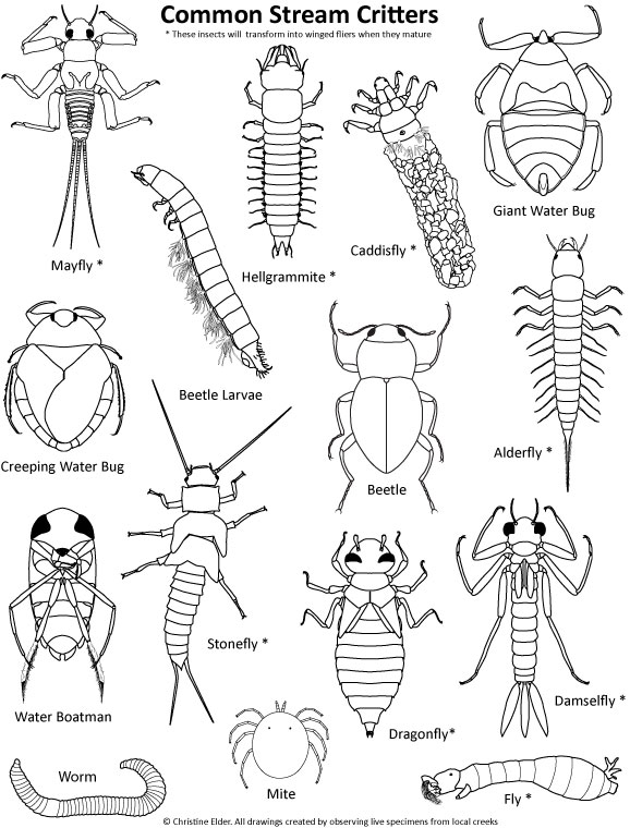 Stream Insects Coloring Page Stream Insects Coloring Page