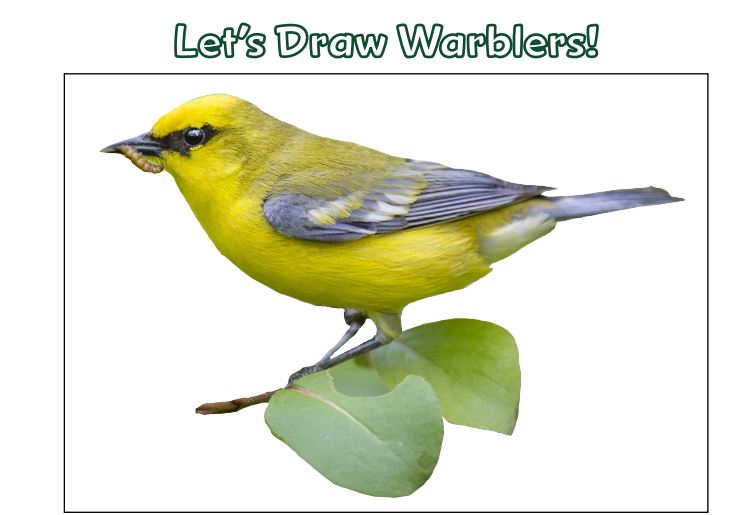How to Sketch Warblers