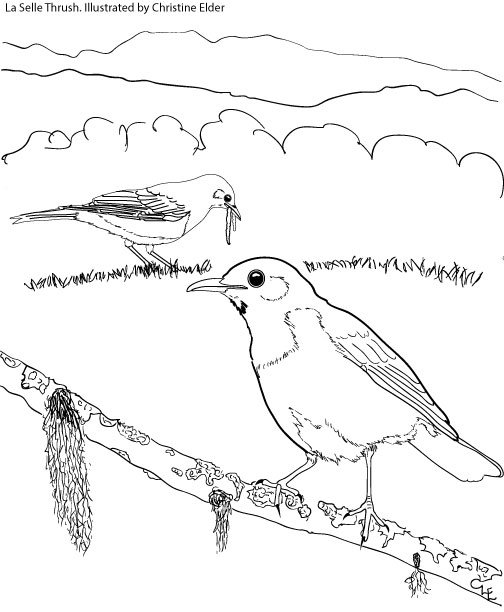 650 Bird Migration Coloring Pages Download Free Images