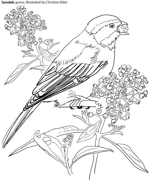 650 Bird Migration Coloring Pages Download Free Images