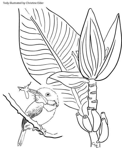 jamaican coloring pages - photo #15