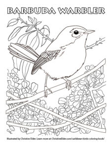 Barbuda Warbler coloring page
