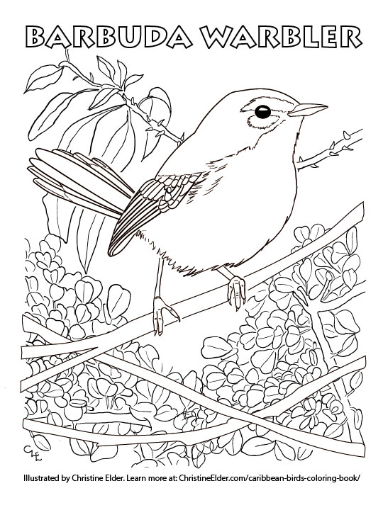 660 Bird Watching Coloring Pages Download Free Images