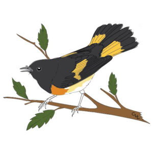 American-Redstart-Illustration