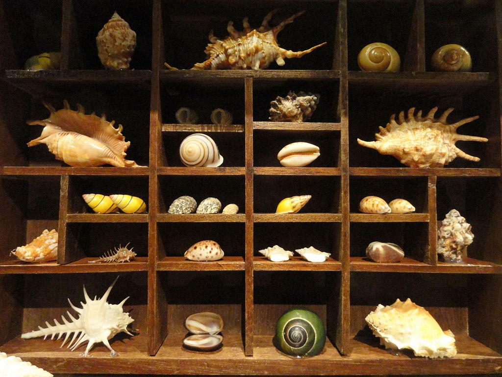 Cabinet of Curiosities